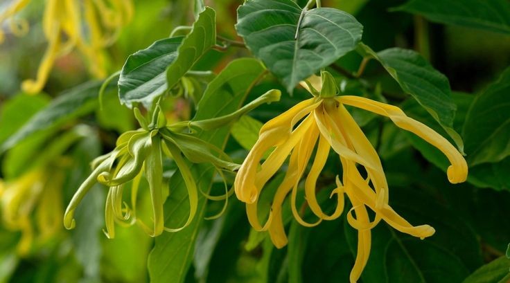 Ylang-Ylang