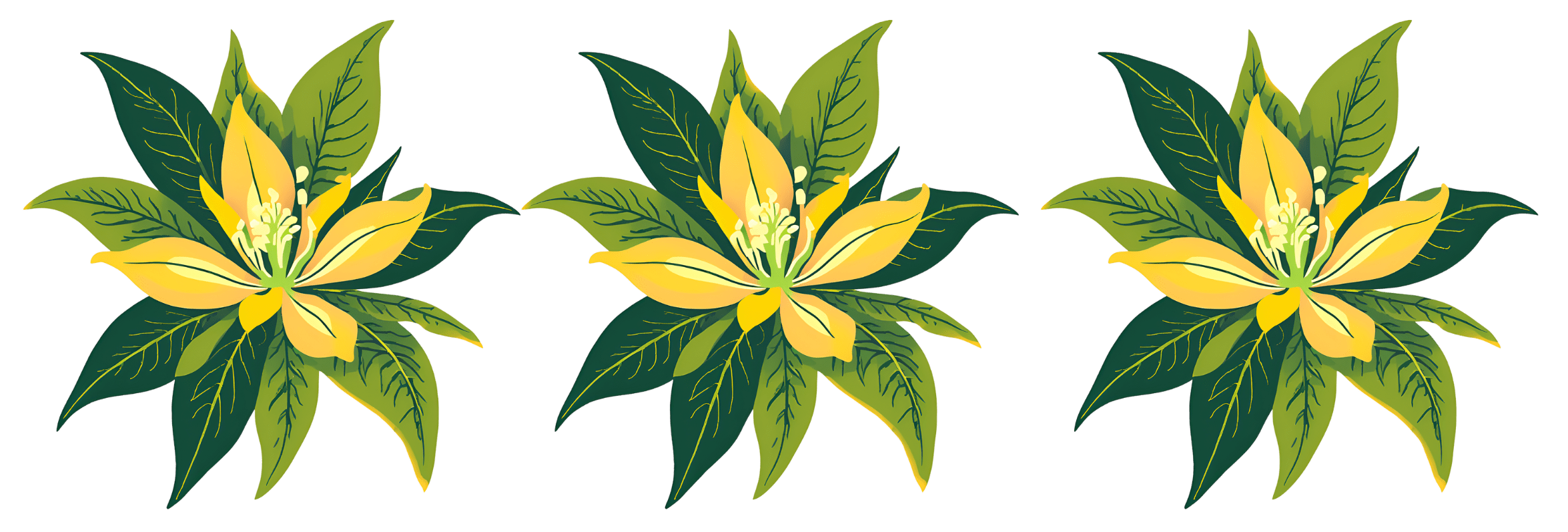 Fleur d'Ylang-Ylang
