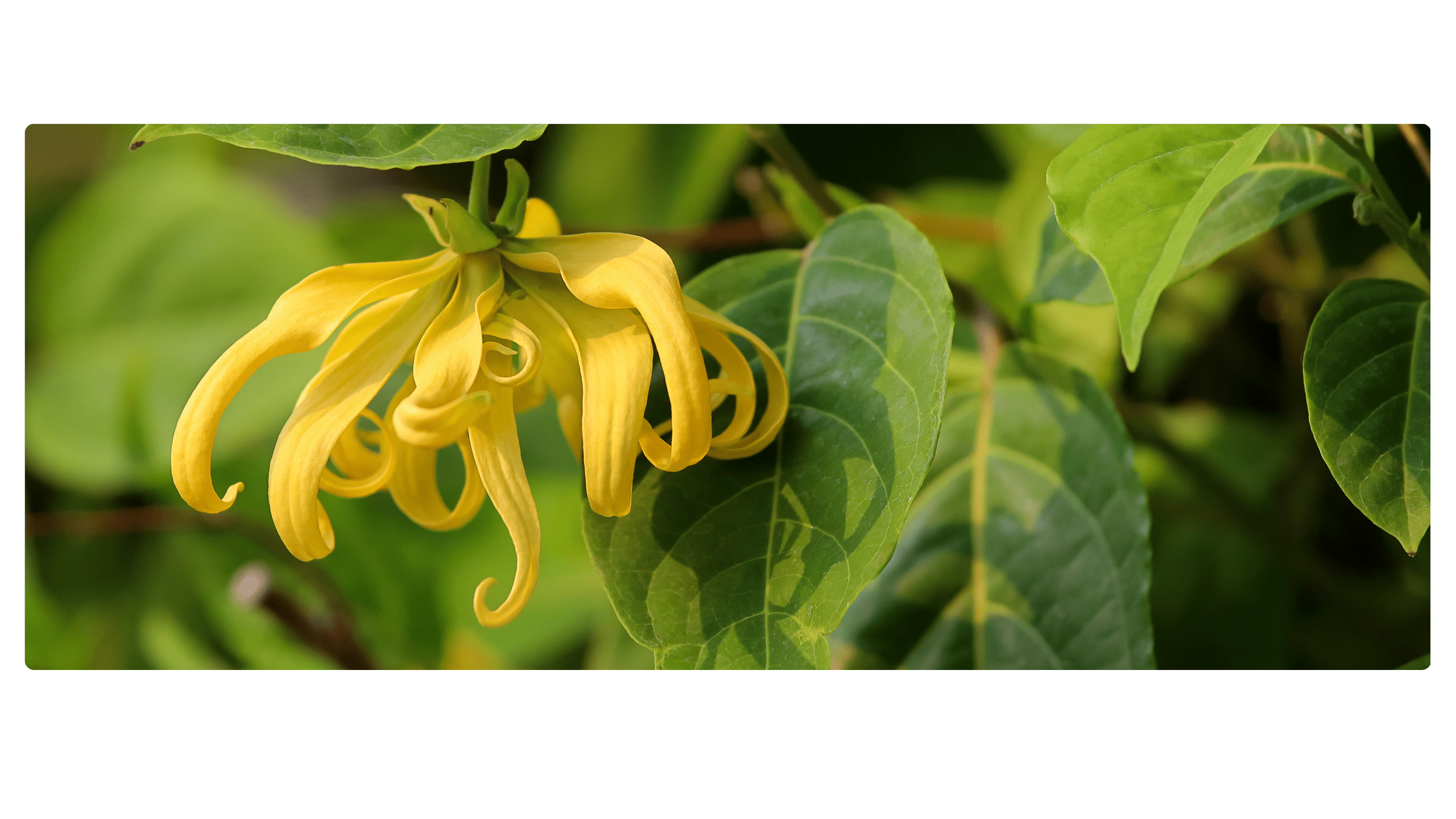 Fleur d'Ylang-Ylang Cananga odorata