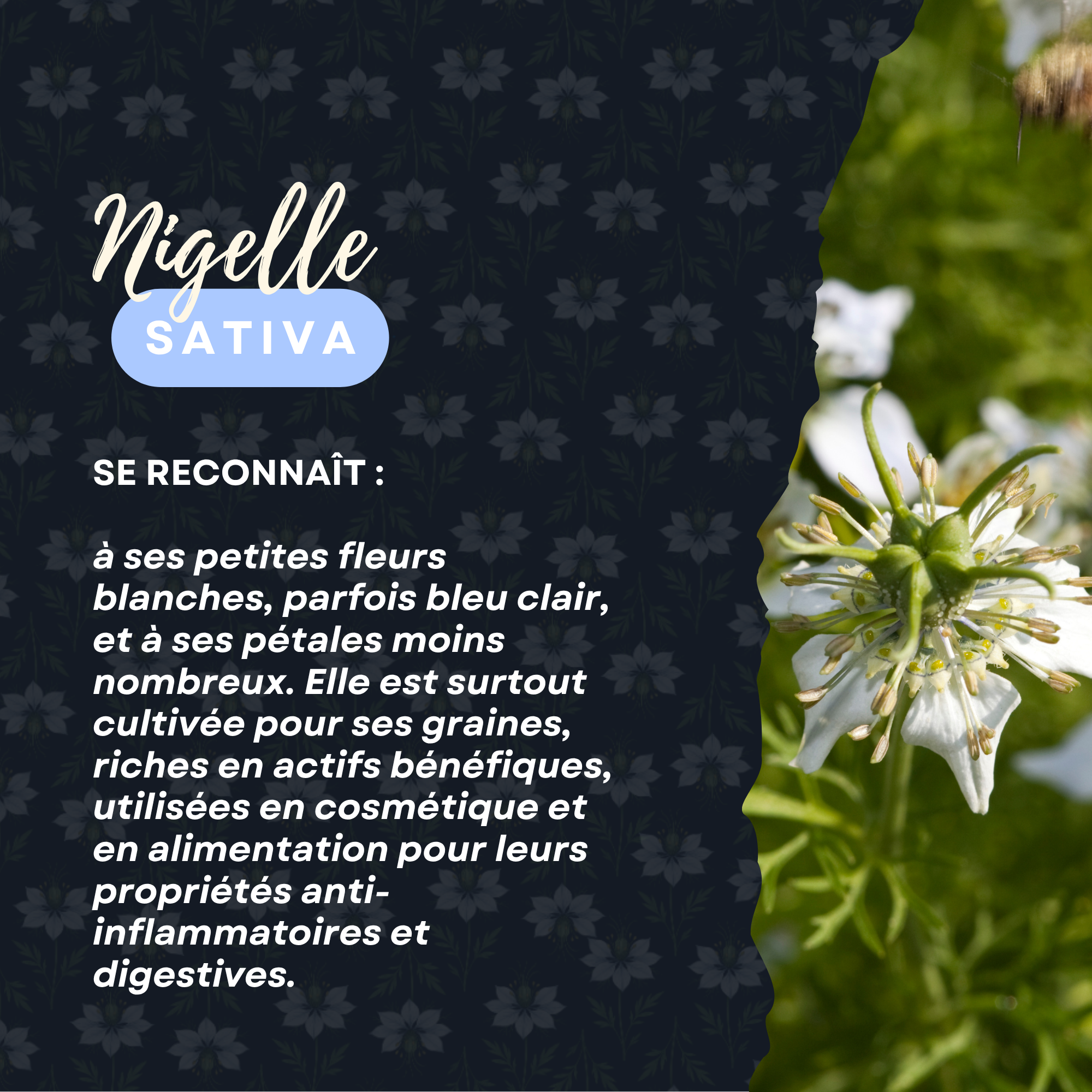 3nopp.fr-sative-huile-explication-difference