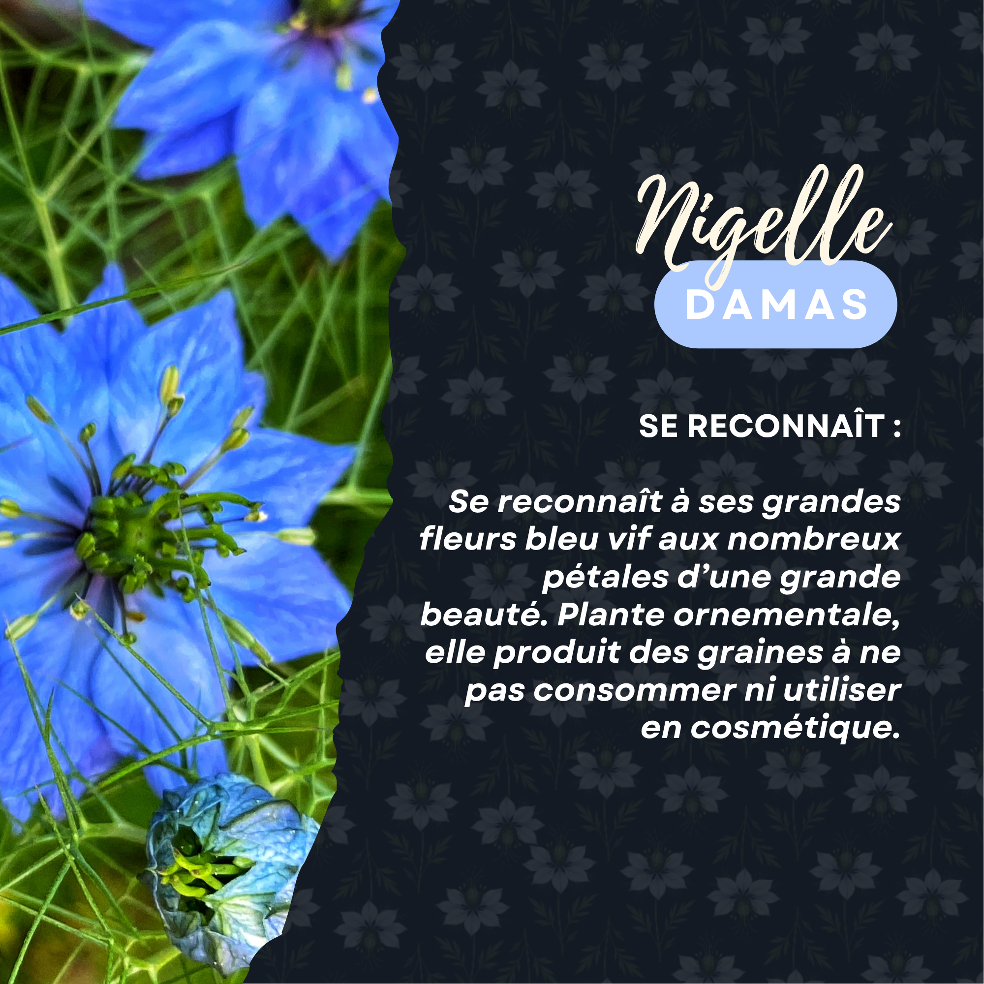 4nopp.fr-sative-huile-explication-difference