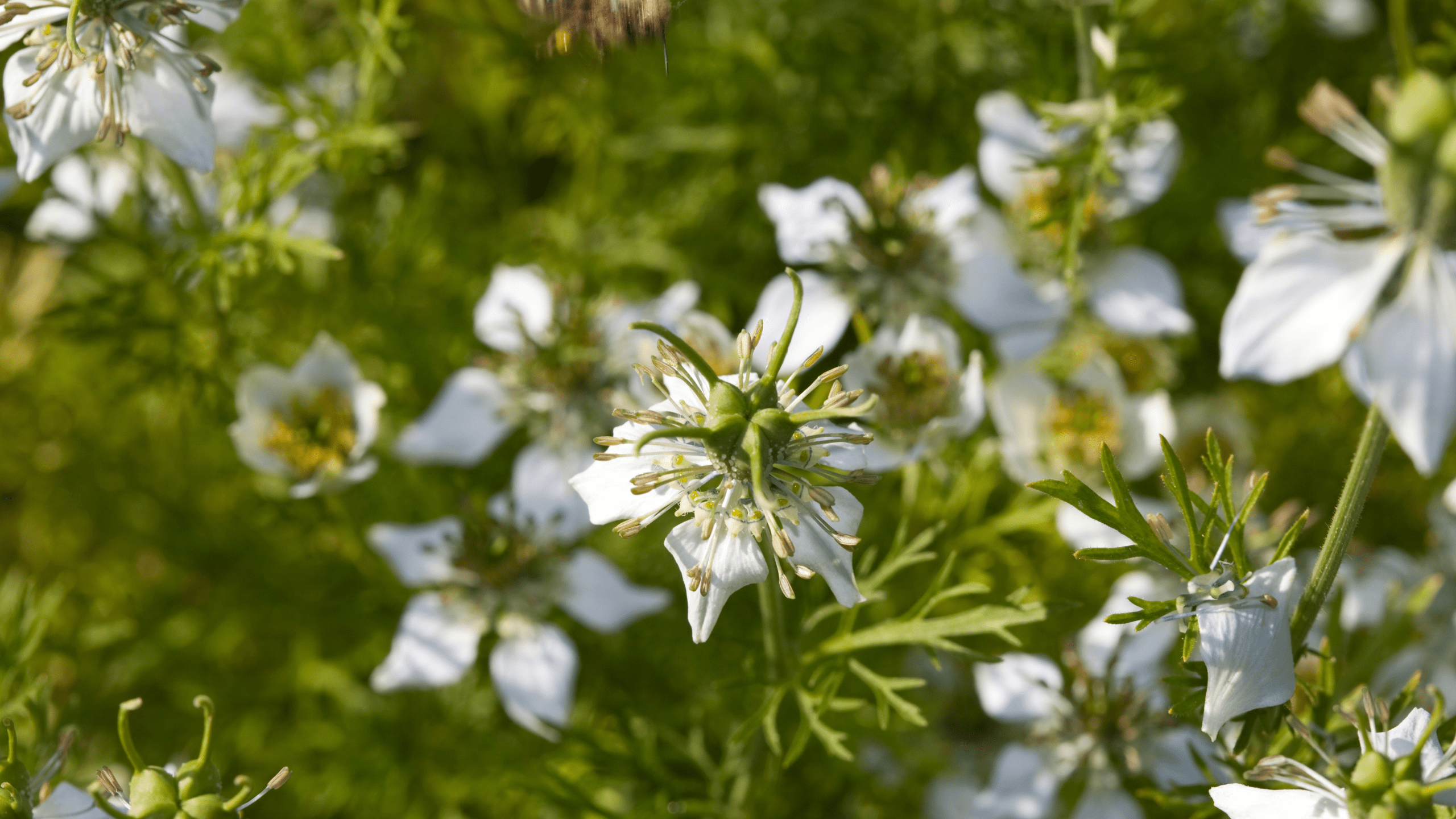 Nigelle c'est quoi ?