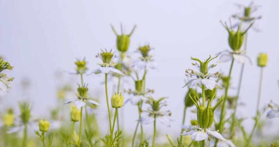 Routine peau nigelle