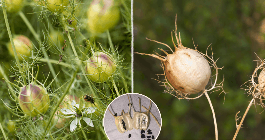 Nigelle et peau sensible