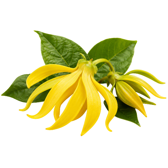 Ylang-Ylang